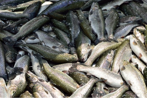 Ribarstvo Slap Rogatica Proizvodnja i prerada pastrmke